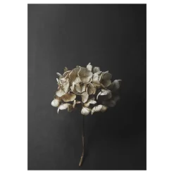 Lámina Still Life 04 Hydrangea, 30x40 cm