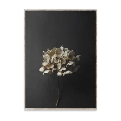 Lámina Still Life 04 Hydrangea, 30x40 cm