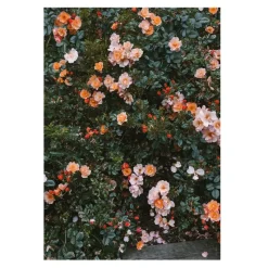 Póster Rose, 70 x 100 cm