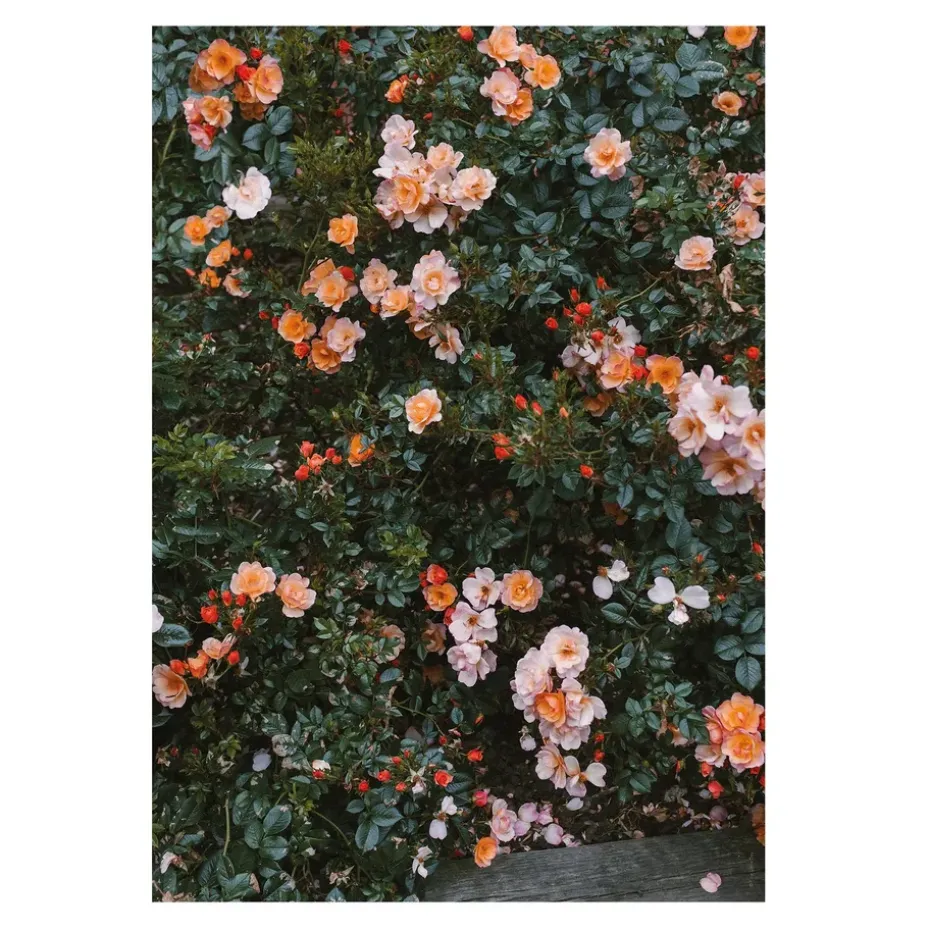 Póster Rose, 70 x 100 cm