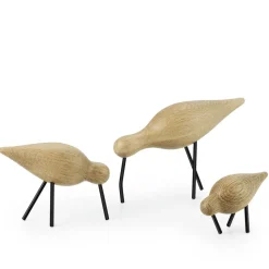 Shorebird, roble-negro, mediano